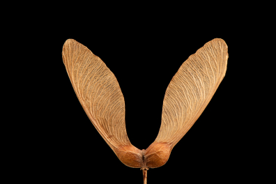Fruit de l'Erable sycomore - disamare (Acer pseudoplatanus)